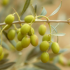 Aceite de Oliva y aceitunas